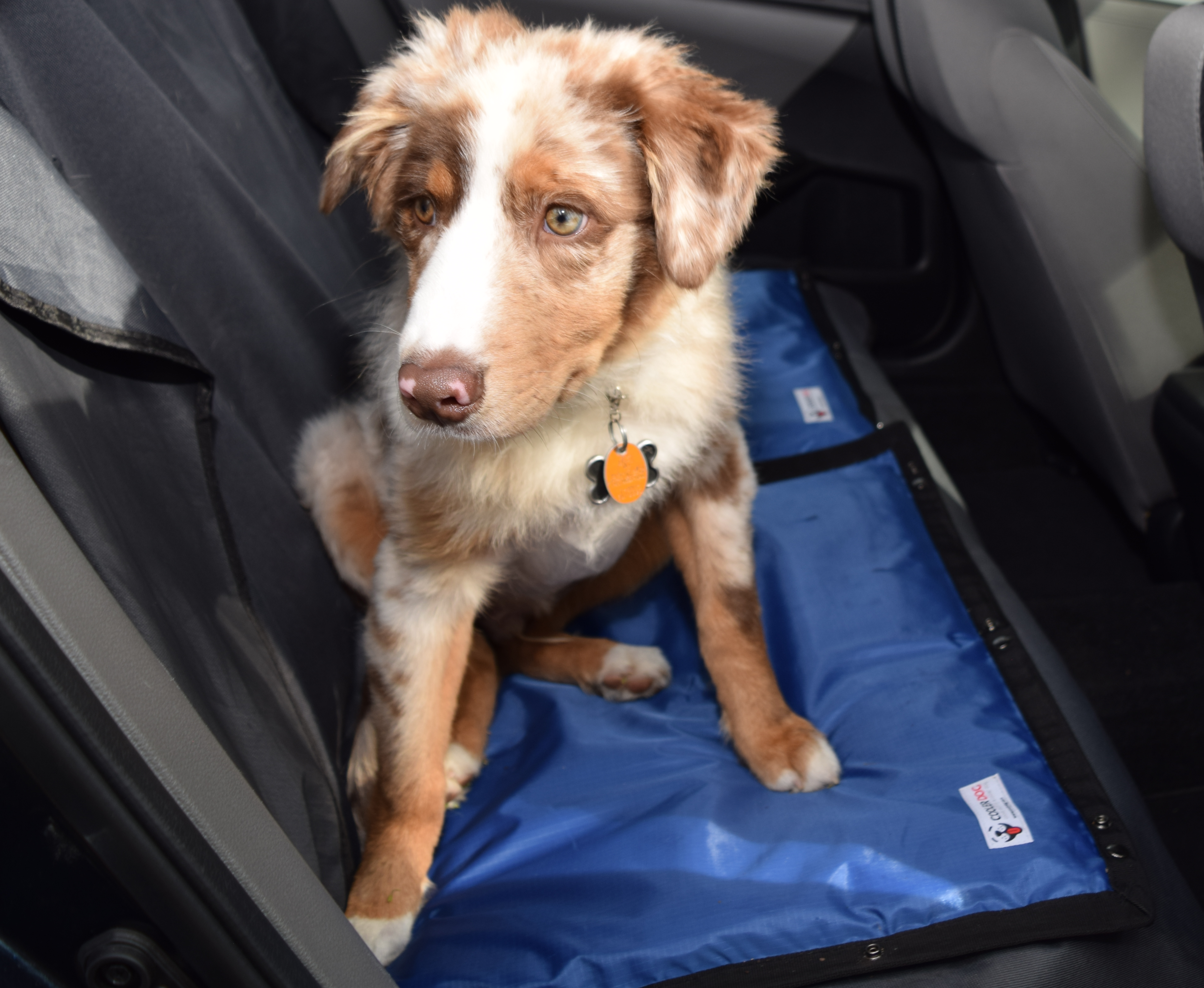Summer Travel With Dogs: How to Keep Your Dog Cool on the Go