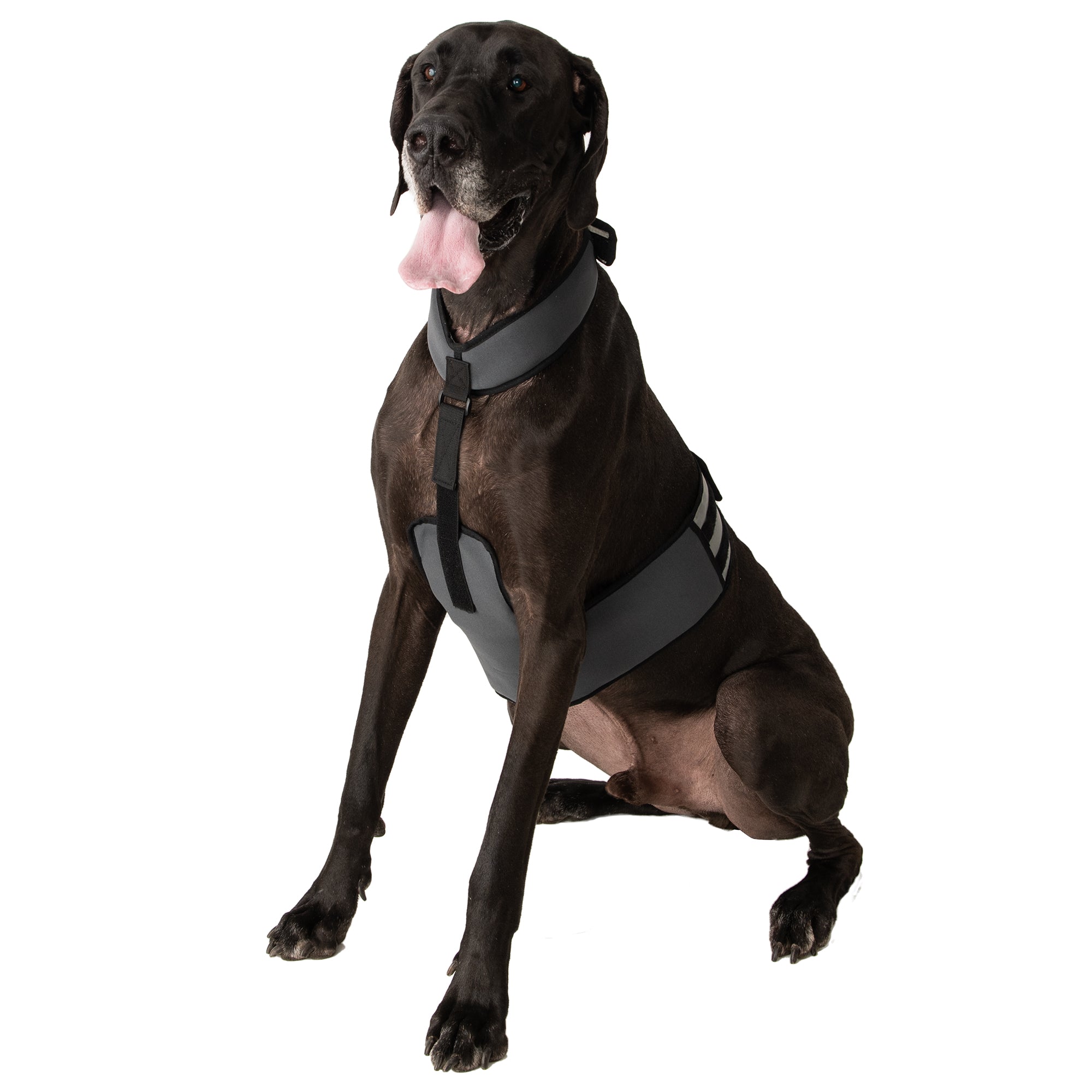 Large Dog sitting while wearing CoolerDog cooling vest and collar