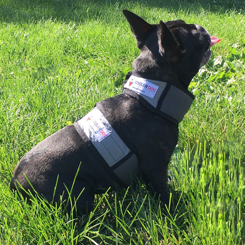 Small dog sitting outside, wearing extra small CoolerDog cooling vest and collar