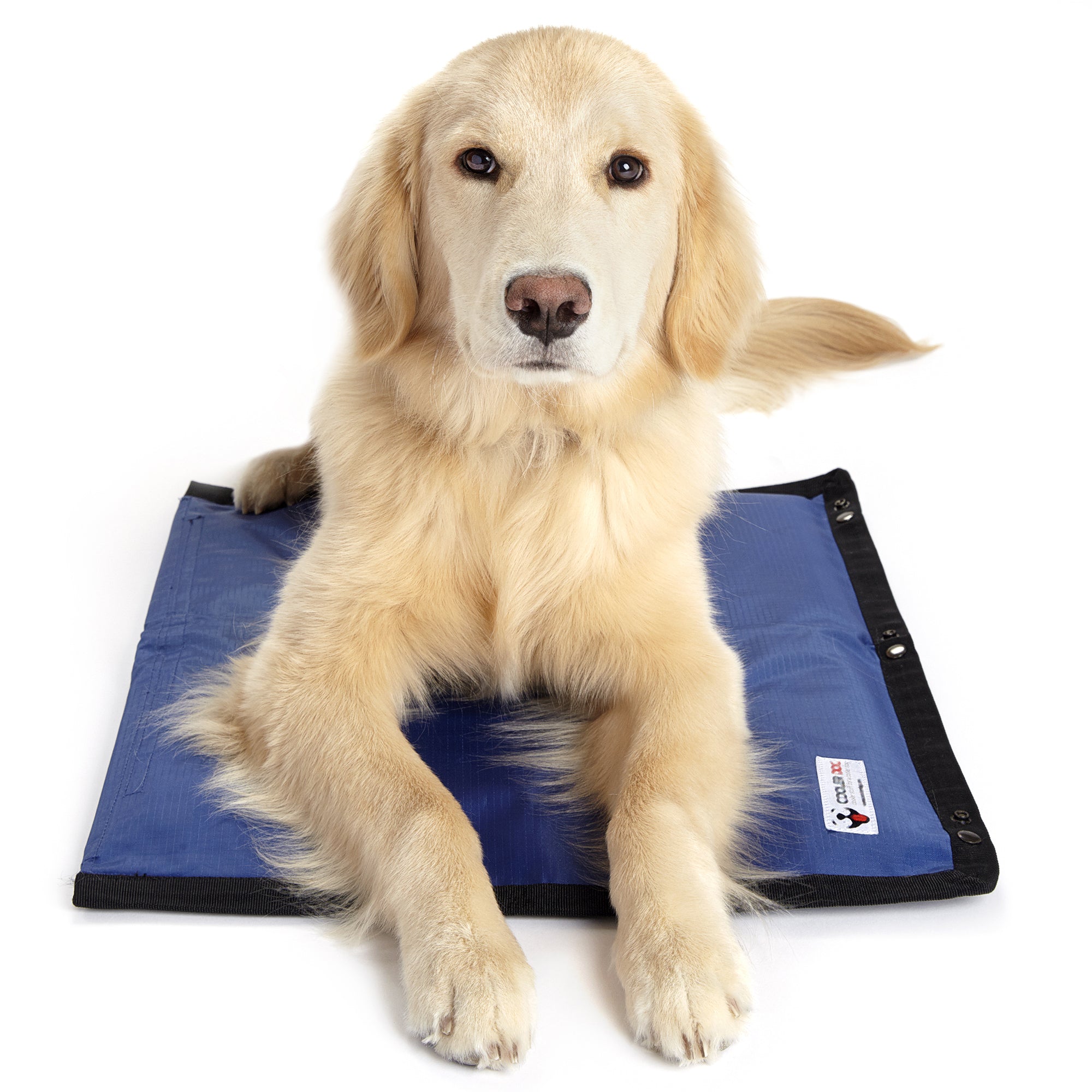 CoolerDog Hydro Cooling Mat with medium sized dog resting on top