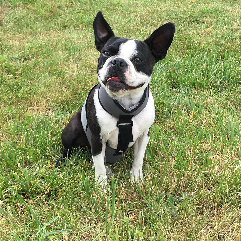 Small dog sitting outside, wearing CoolerDog cooling vest and collar