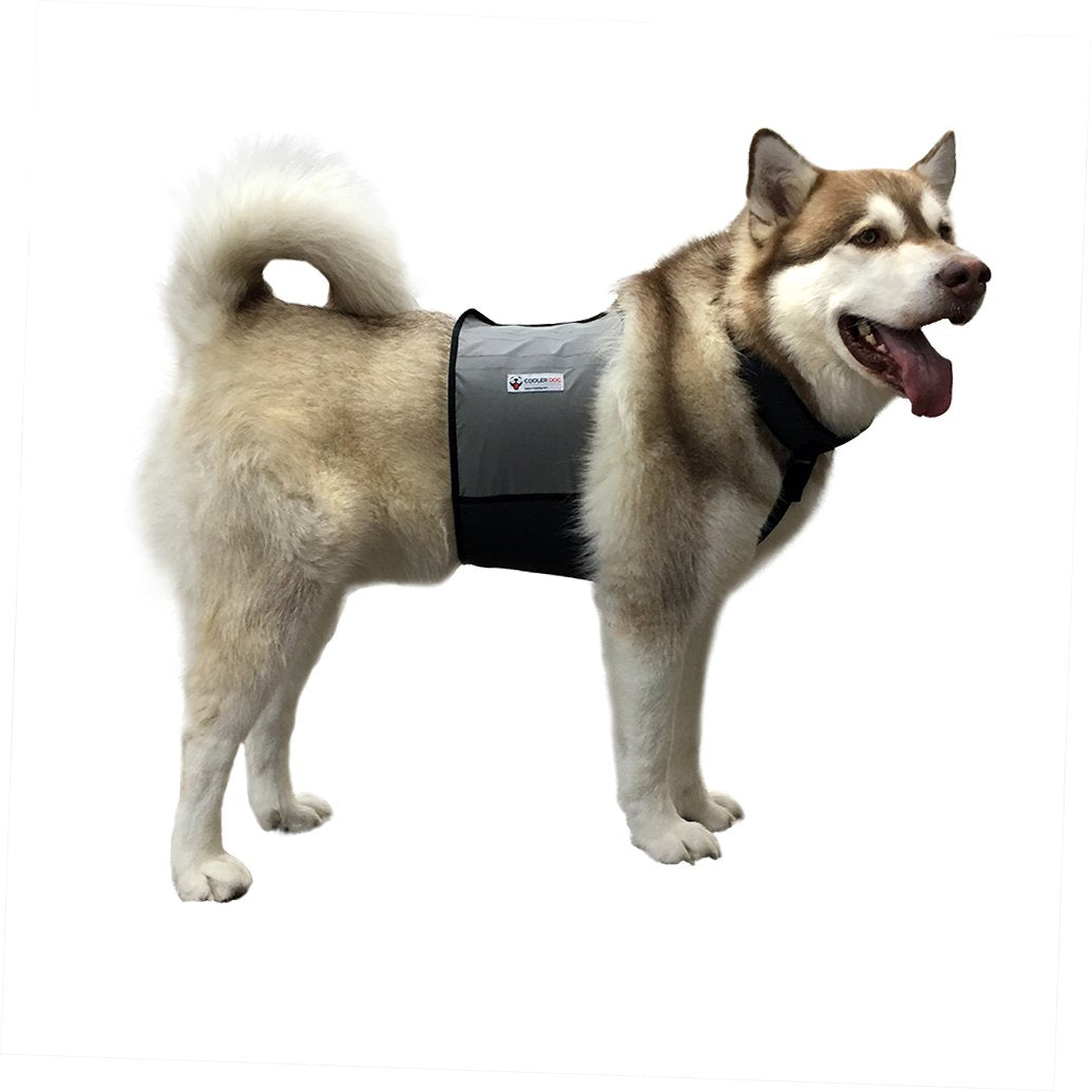 Husky wearing a CoolerDog Cooling Vest and Collar