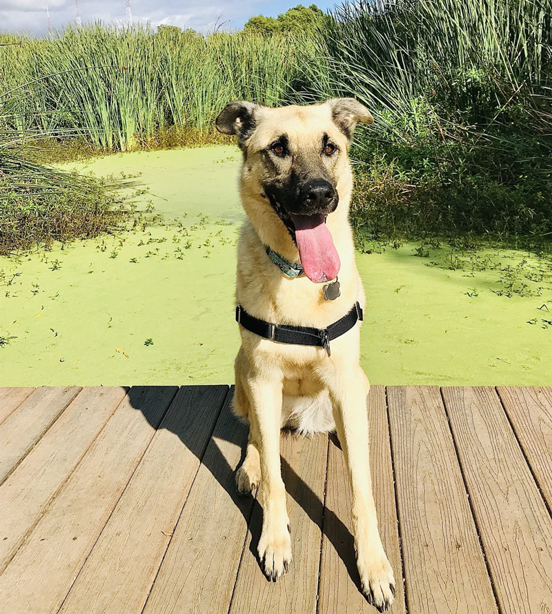 Dog in front of algae pond