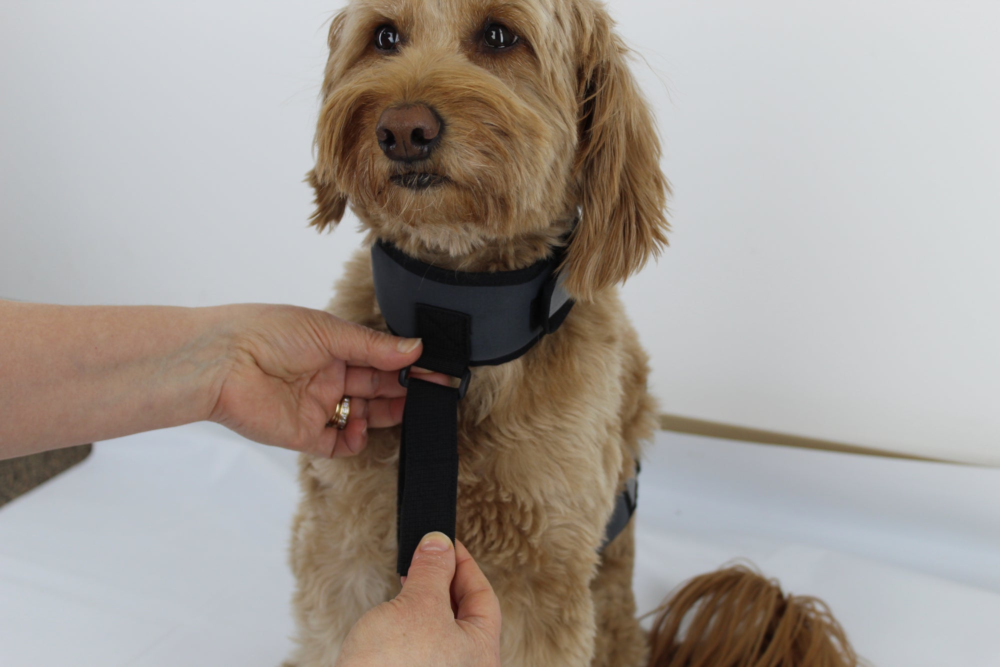 Medium dog being fitted with CoolerDog cooling vest and collar, front image