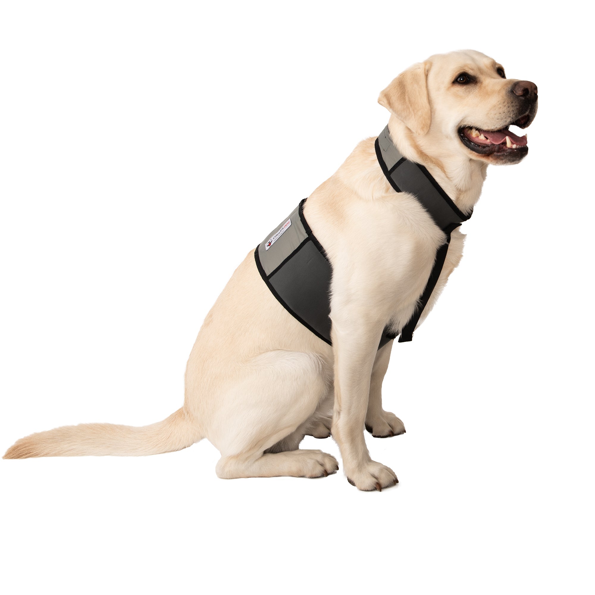 Dog wearing a large CoolerDog Vest and Collar