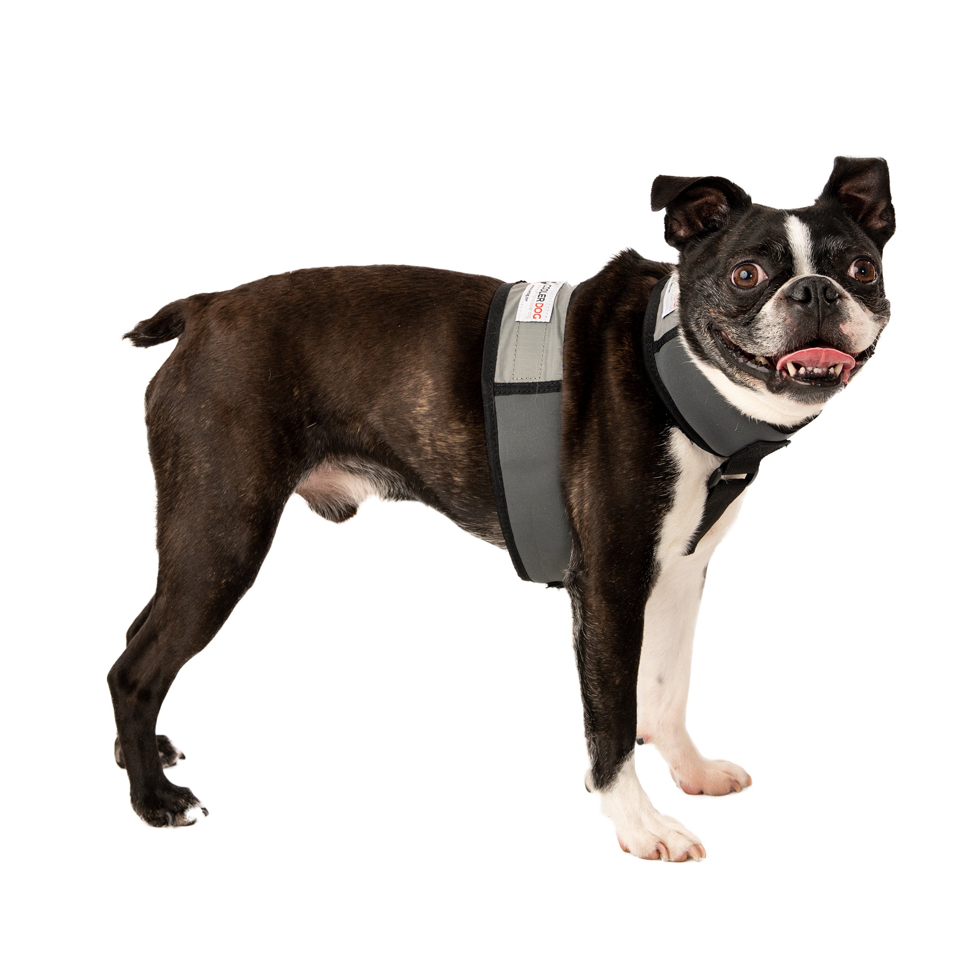 Dog wearing a Small CoolerDog Vest and Collar