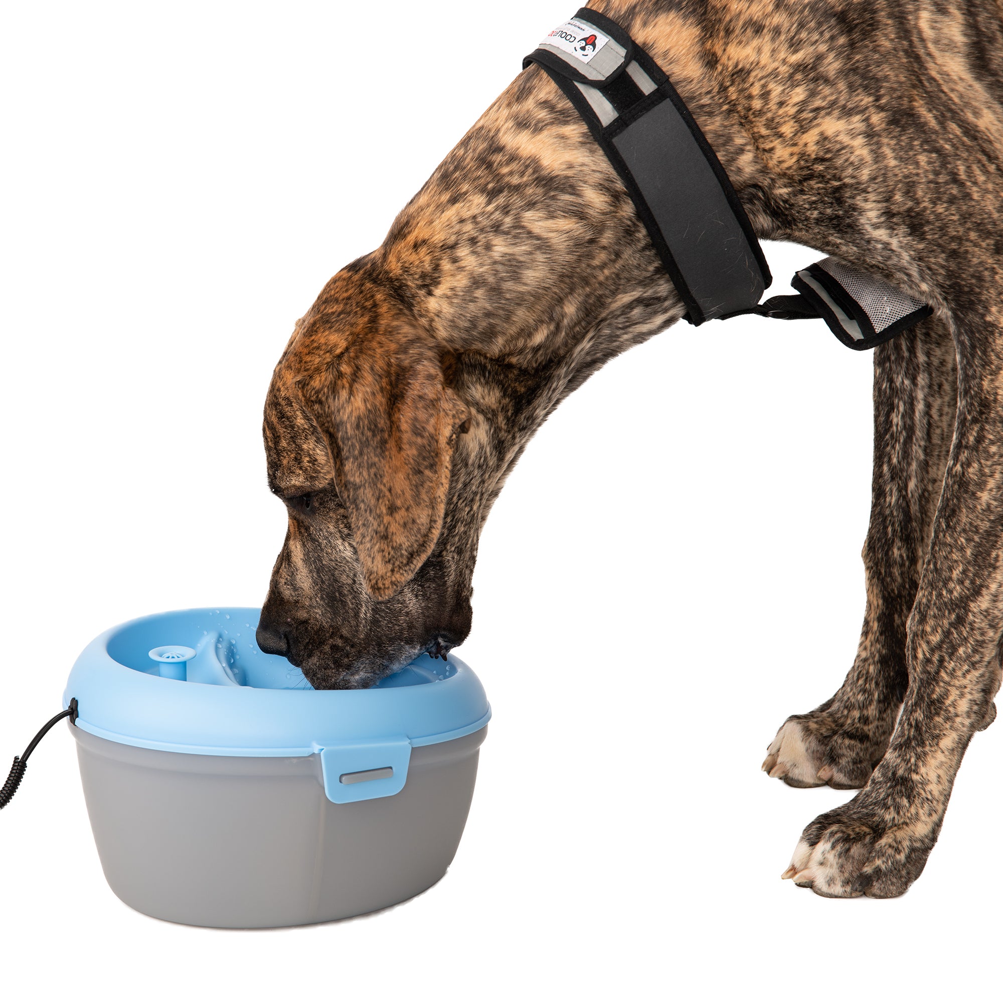 Great Dane drinking out of a CoolerDog Healthspring pet fountain 