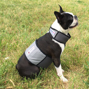 Dog sitting outside while wearing CoolerDog cooling vest and collar