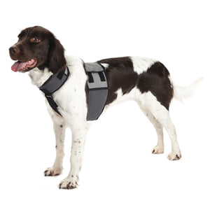 Medium-Large dog wearing CoolerDog cooling vest and collar