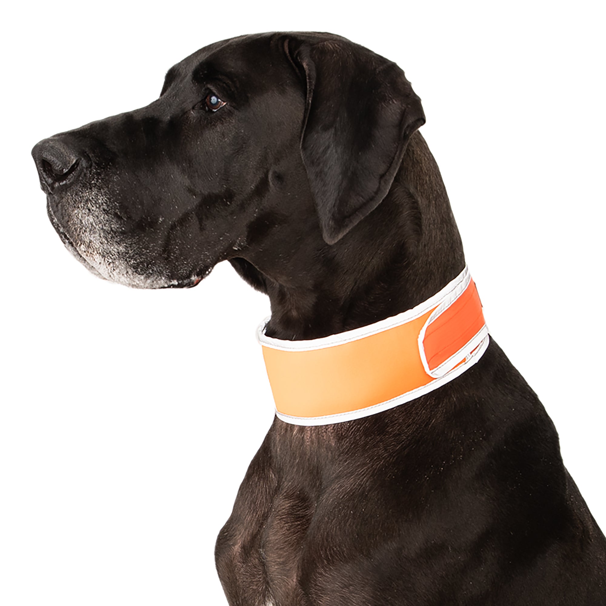 Great Dane wearing CoolerDog XL Hi-Vis collar, orange