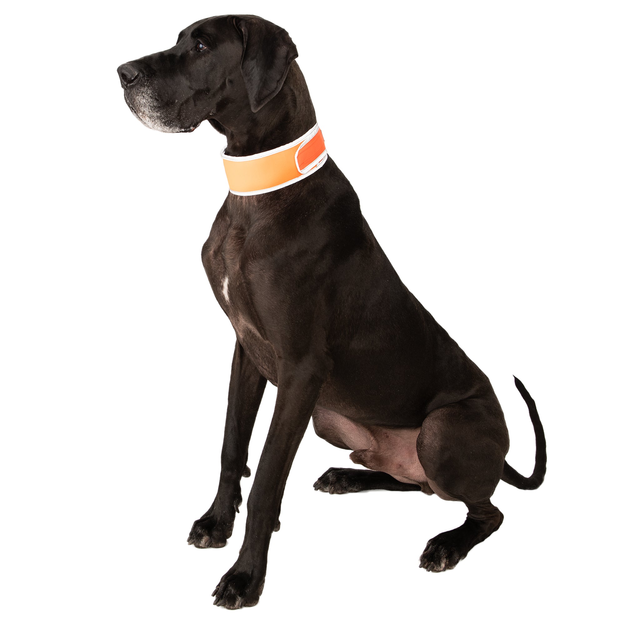 Great Dane dog sitting while wearing a CoolerDog brand Hi-visibility collar