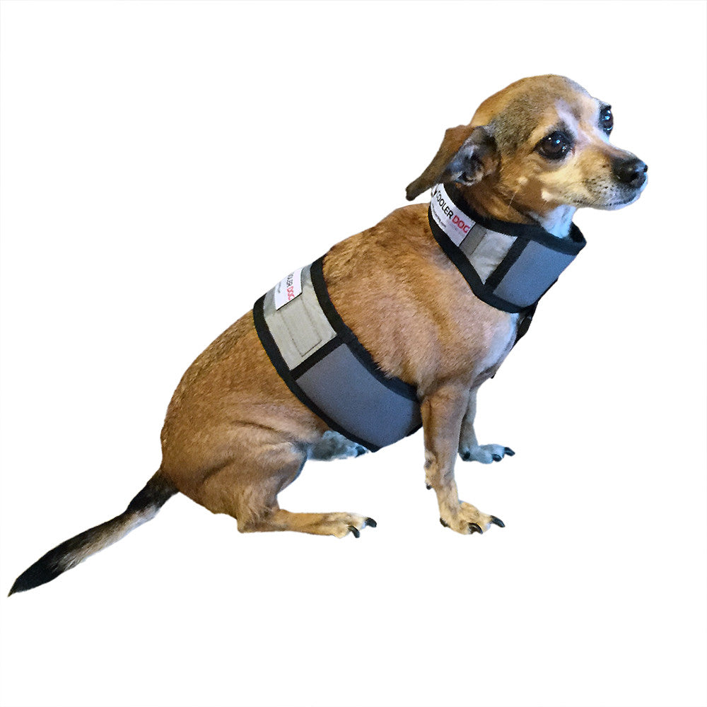 Small dog sitting, wearing extra small CoolerDog cooling vest and collar