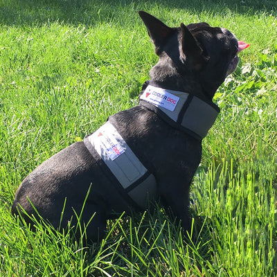 Small dog sitting outside, wearing extra small CoolerDog cooling vest and collar