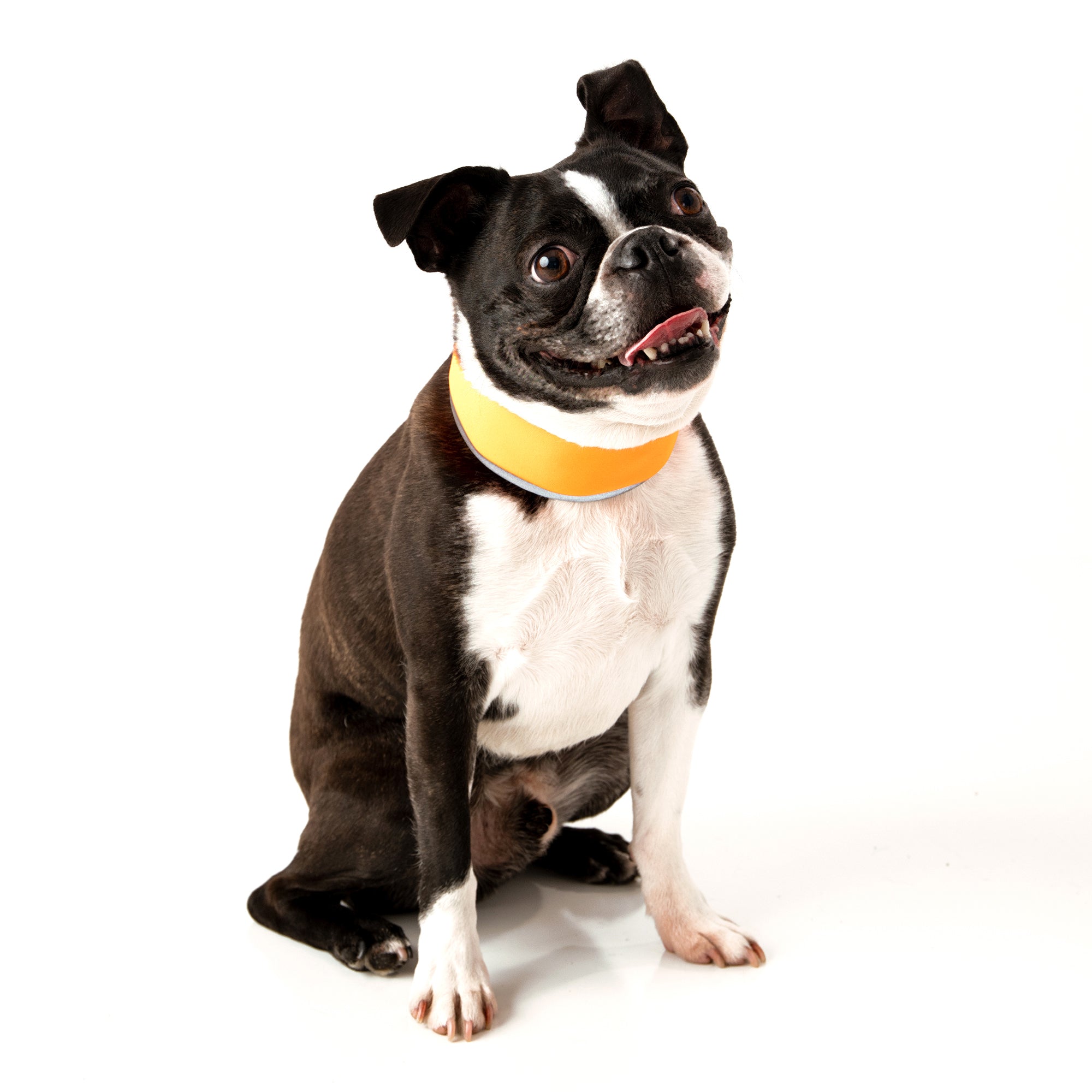 Pug dog sitting while wearing a CoolerDog brand Hi-visibility collar