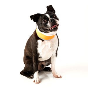 Pug dog sitting while wearing a CoolerDog brand Hi-visibility collar