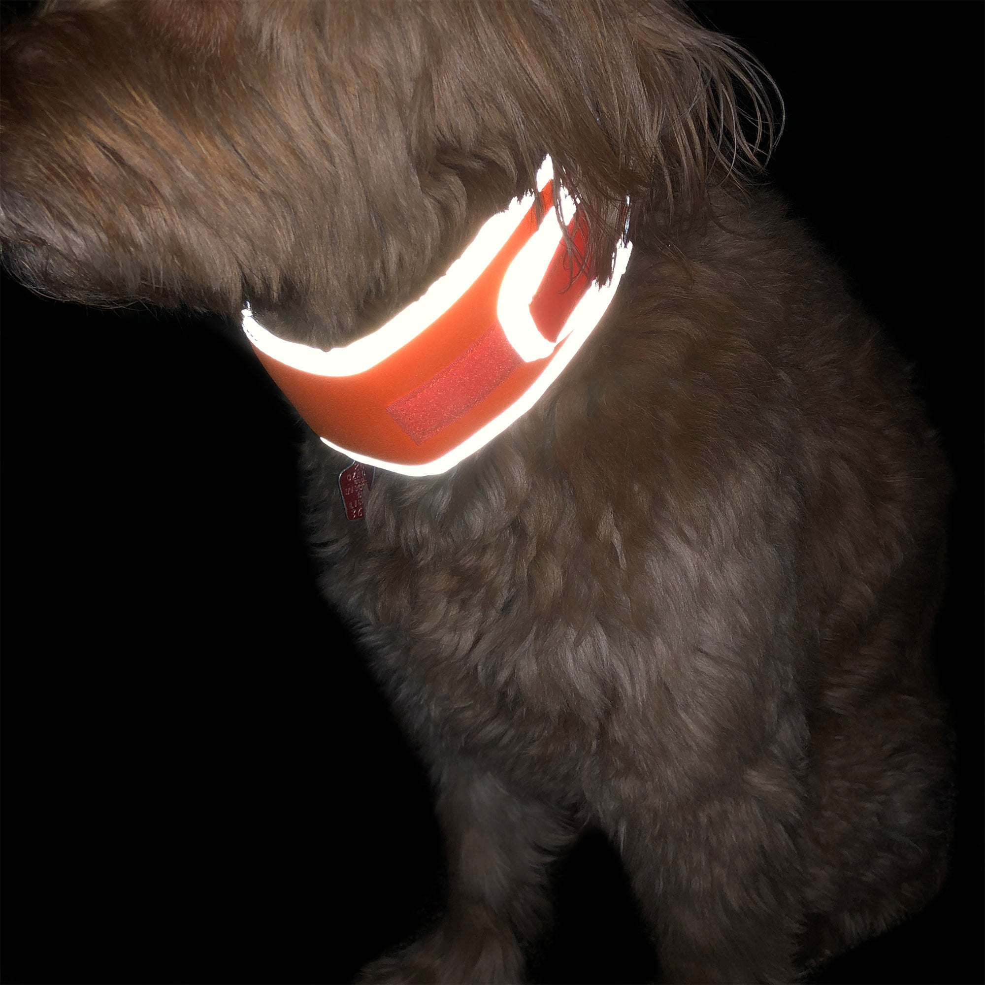 Goldendoodle wearing CoolerDog, medium, orange, Hi-Vis collar outside at night, reflecting light