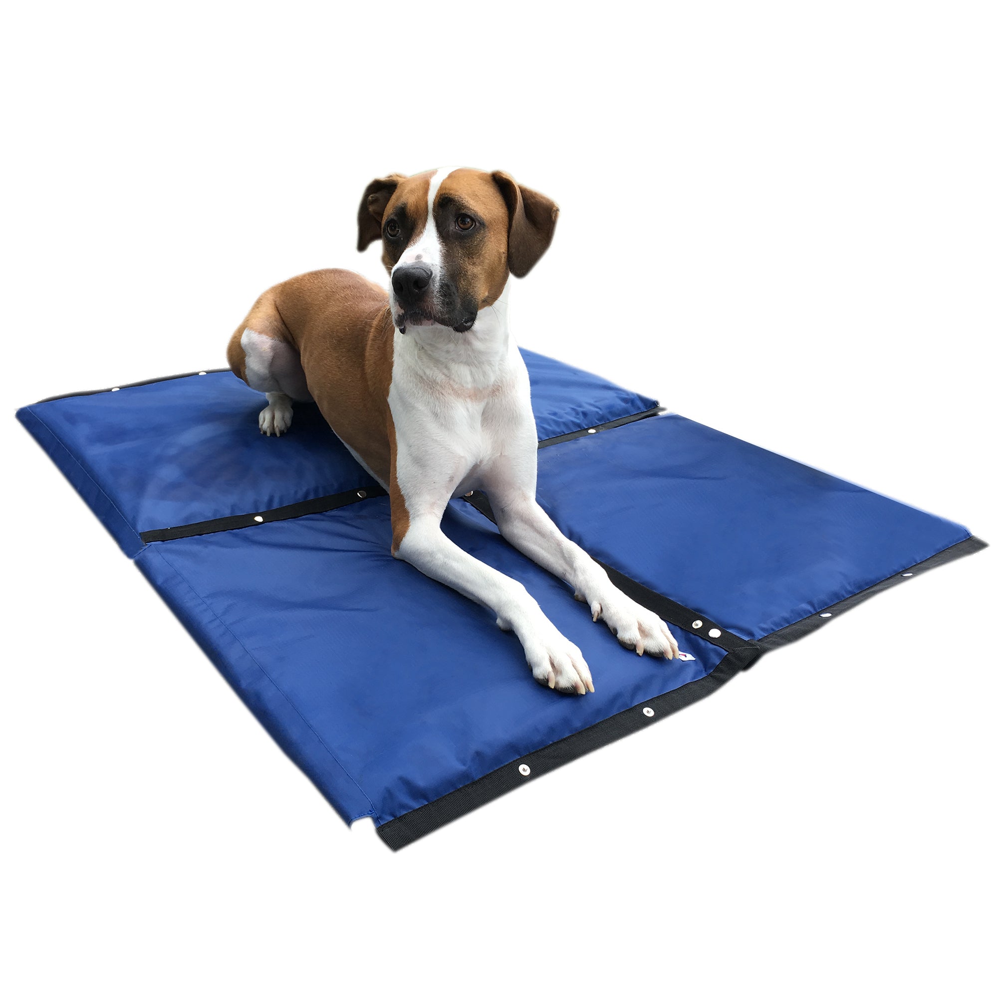 Do Dog Cooling Mats Work To Keep a Dog Cool? Veterinarians Answer