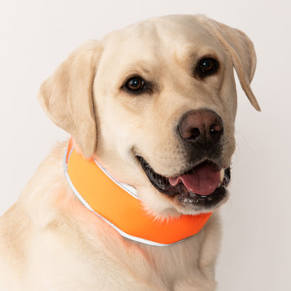 Large dog wearing CoolerDog H-Vis cooling collar, large, orange