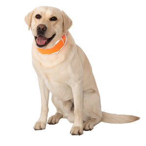 Large dog wearing CoolerDog H-Vis cooling collar, large, orange