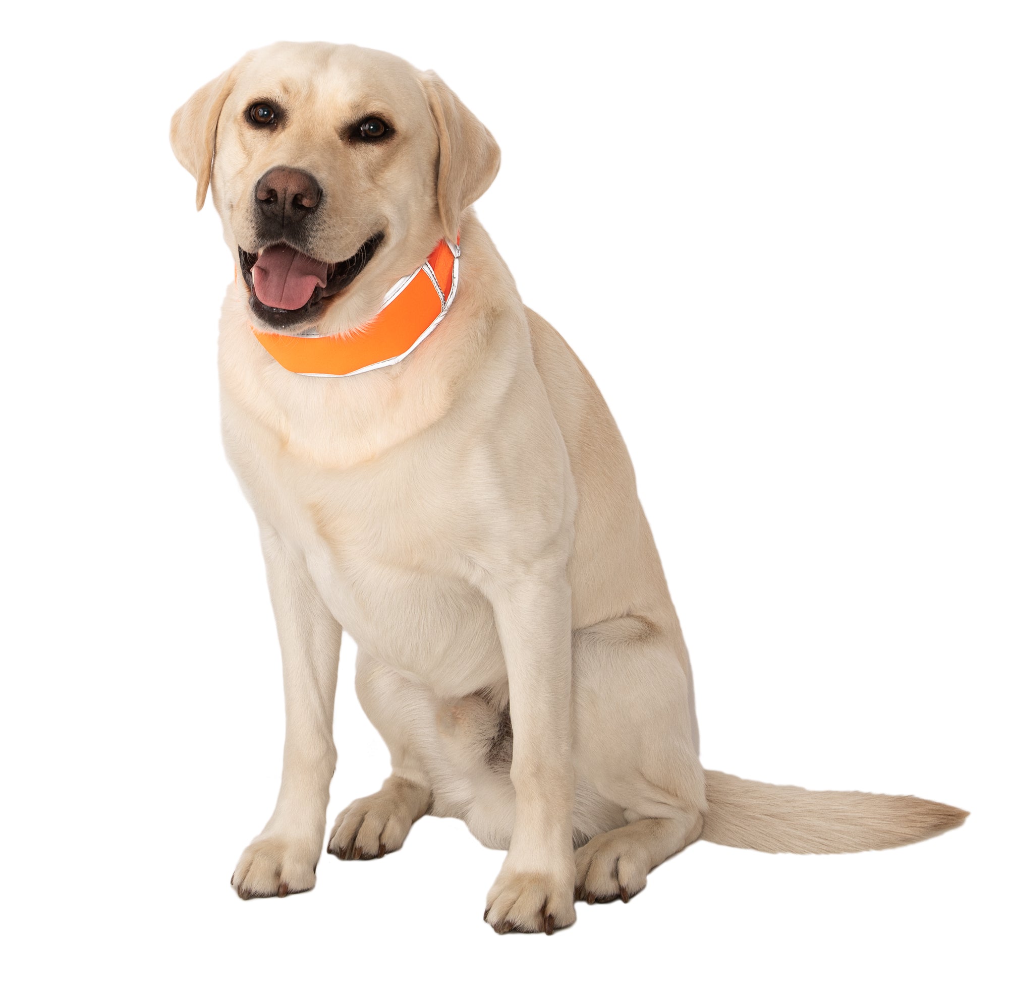 Yellow lab dog sitting while wearing a CoolerDog Hi-visibility collar 