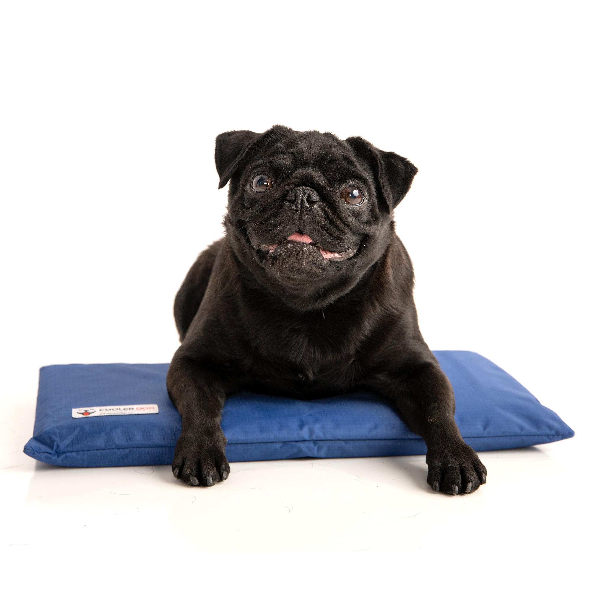 Small dog sitting on CoolerDog Mini Hydro Cooling Mat