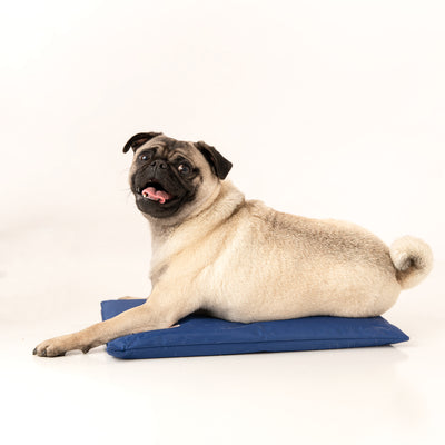 Small dog sitting on CoolerDog Mini Hydro Cooling Mat