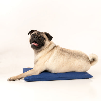 Small dog sitting on CoolerDog Mini Hydro Cooling Mat