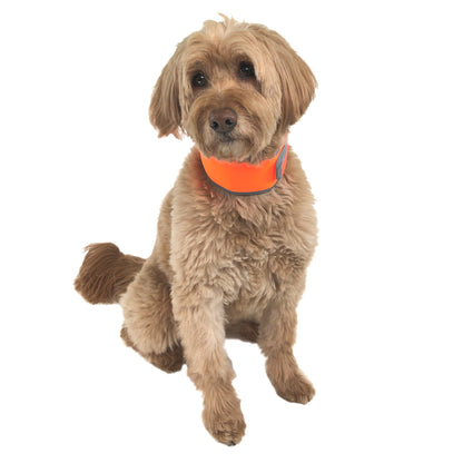 Goldendoodle sitting, wearing, CoolerDog Hi-Vis collar, medium, orange