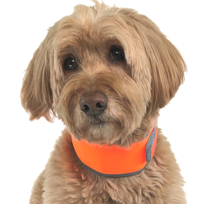 Goldendoodle sitting, wearing, CoolerDog Hi-Vis collar, medium, orange